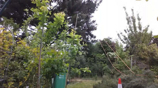 cedar zip lining 2